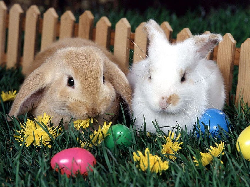 Easter Animal, easter golden bunny HD wallpaper