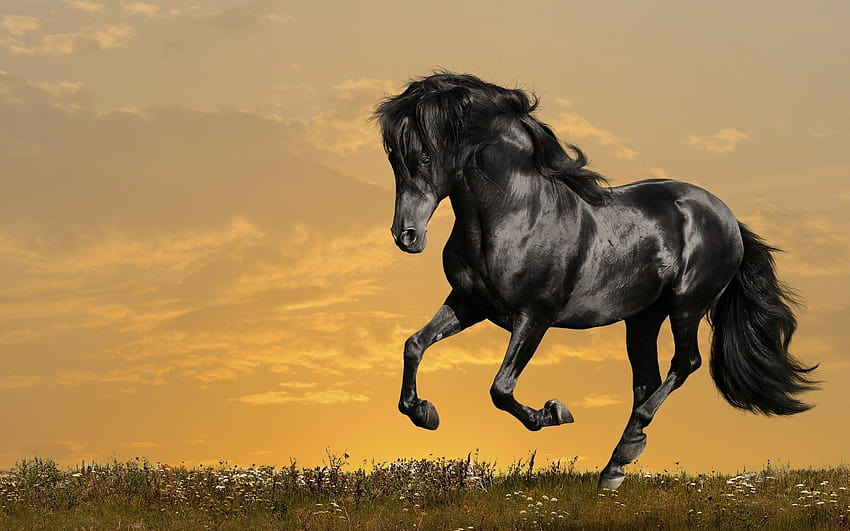 Black Horse Running, 7 running horses black HD wallpaper