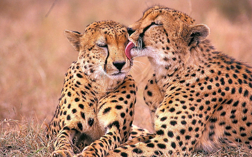 Animals & Birds Affectionate Cheetahs, cute cheetah for HD wallpaper