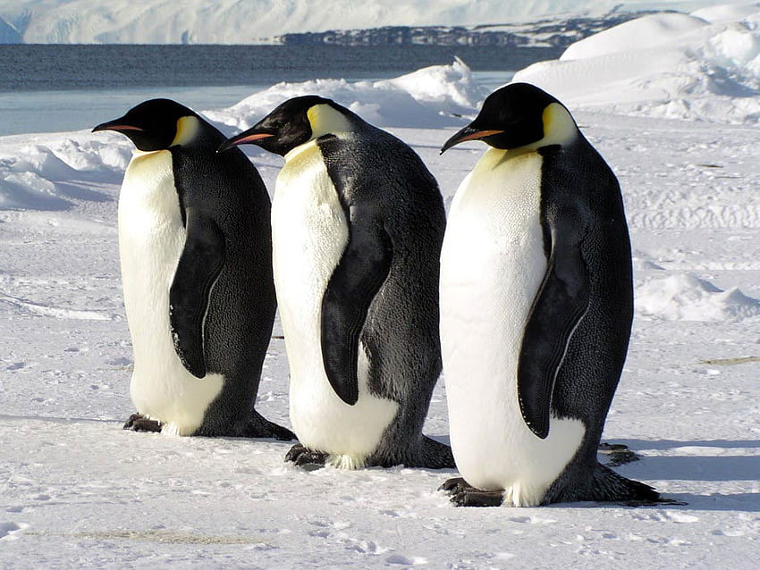 Emperor Penguin posted by Michelle Walker HD wallpaper