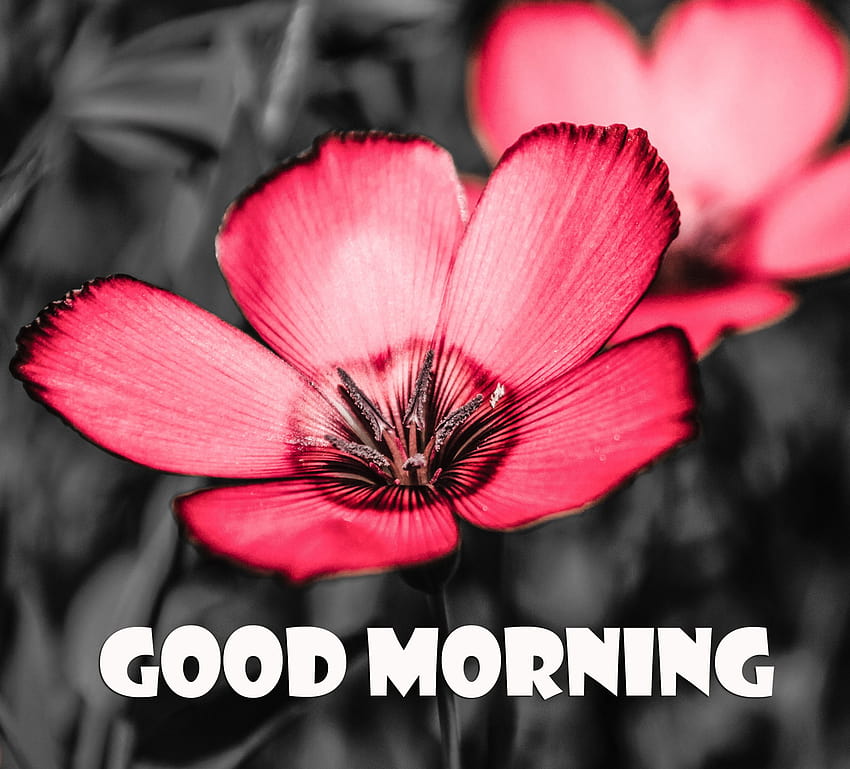 3 Good Morning 2021, good morning flowers HD wallpaper | Pxfuel