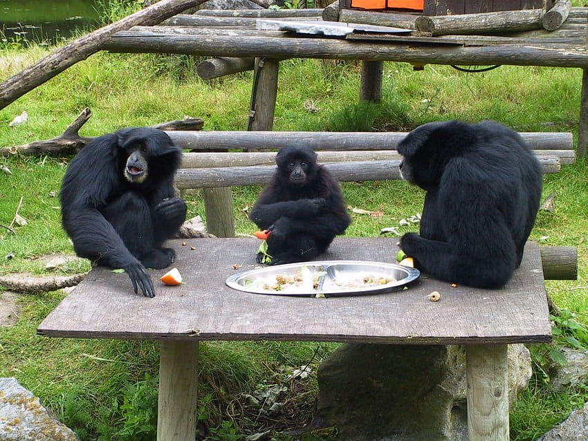 Siamang Gibbons eating at Fota Wildlife Park HD wallpaper