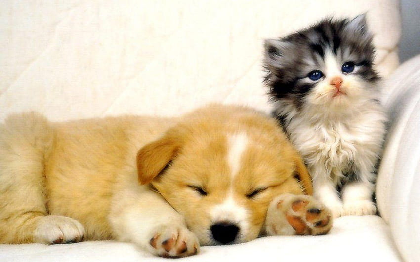 Cats and Dogs, kitten and puppy HD wallpaper