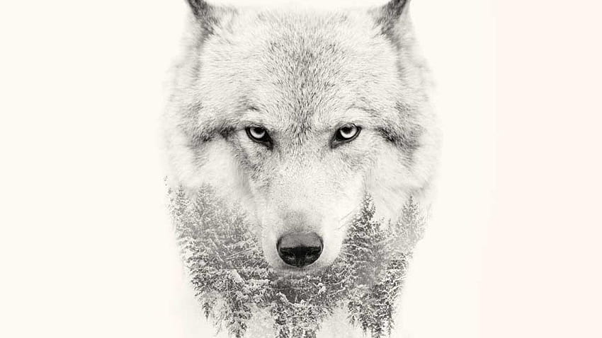 20 Strong Wolf Quotes To Pump You Up, killer wolfs HD wallpaper