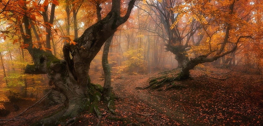 las, magia, upadek, drzewa, liście, mgła, ścieżka, korzenie, złoto, poranek, natura, kraj / i mobilne tła, magia jesieni Tapeta HD