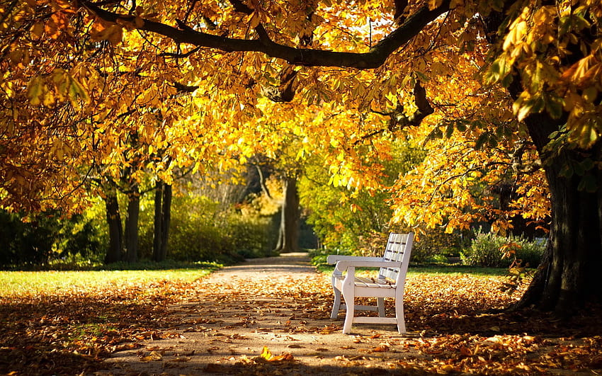 Parks benches, bench autumn HD wallpaper | Pxfuel