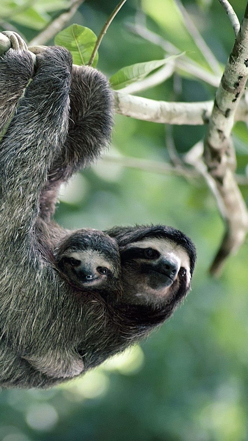 7 Sloth, baby sloths HD phone wallpaper