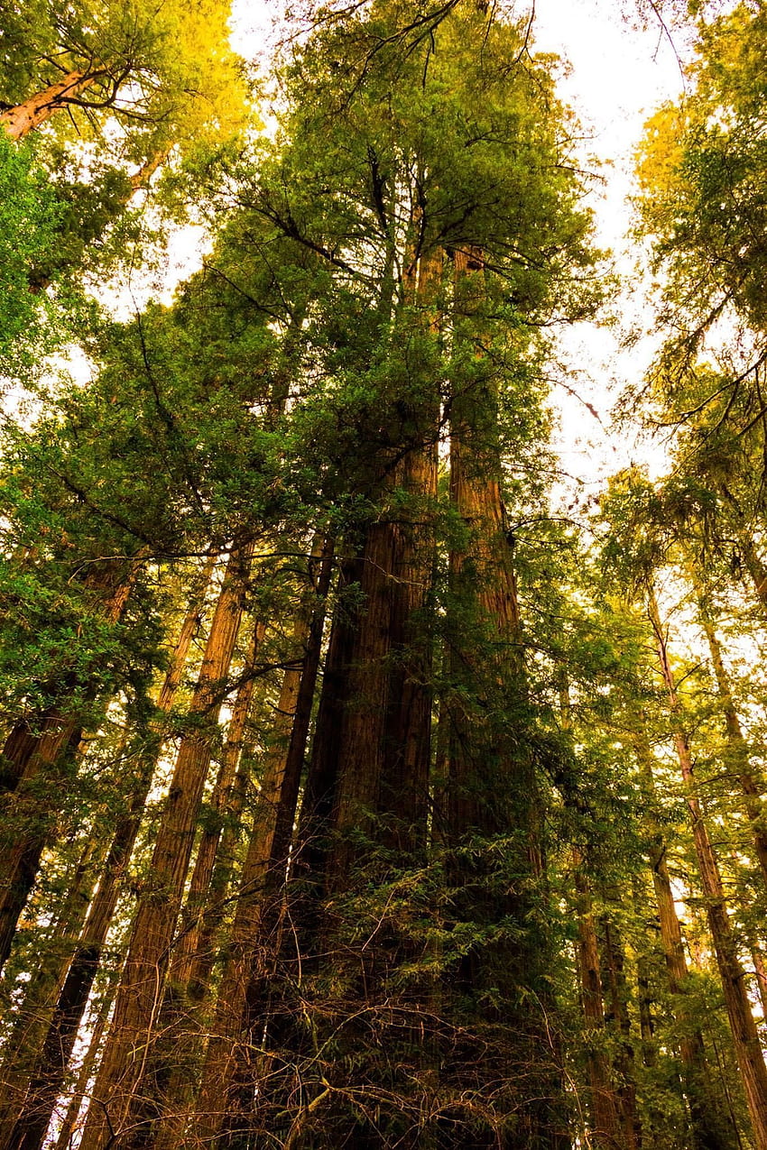 Some giant trees in Oregon [oc][1365x2048]. / backgrounds for iPad mini/ air/ 2 / pro/ laptop @dquocbuu HD phone wallpaper