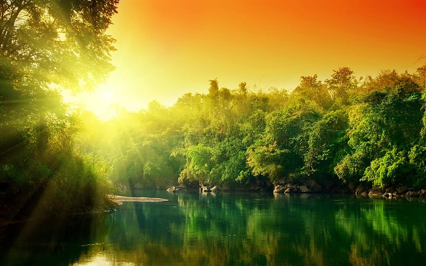 Beautiful morning at Amazon rainforest, rain forest HD wallpaper