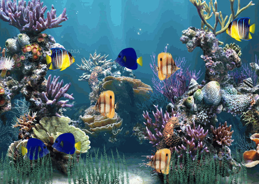 Aquarium Bergerak , 3d bergerak HD wallpaper