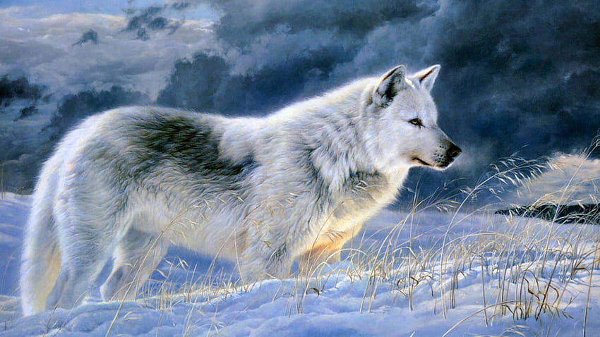 Gray Wolf, gray wolves HD wallpaper