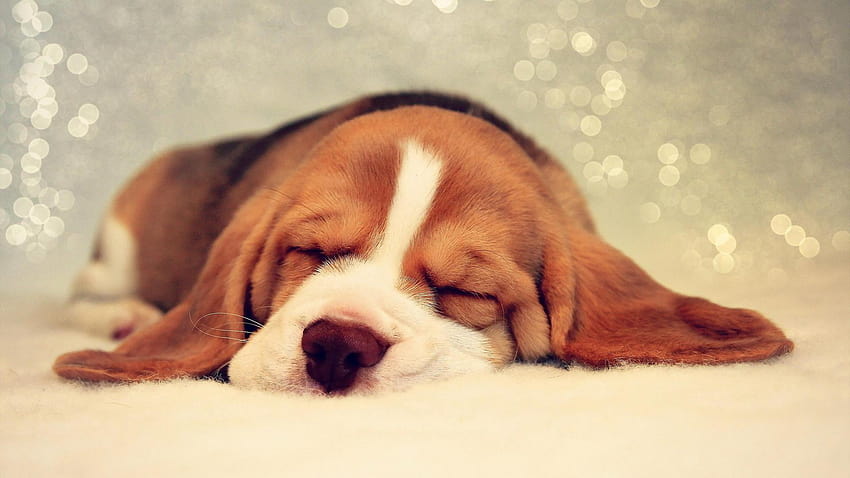 子犬バセットハウンド犬睡眠動物 1920x1080 高画質の壁紙
