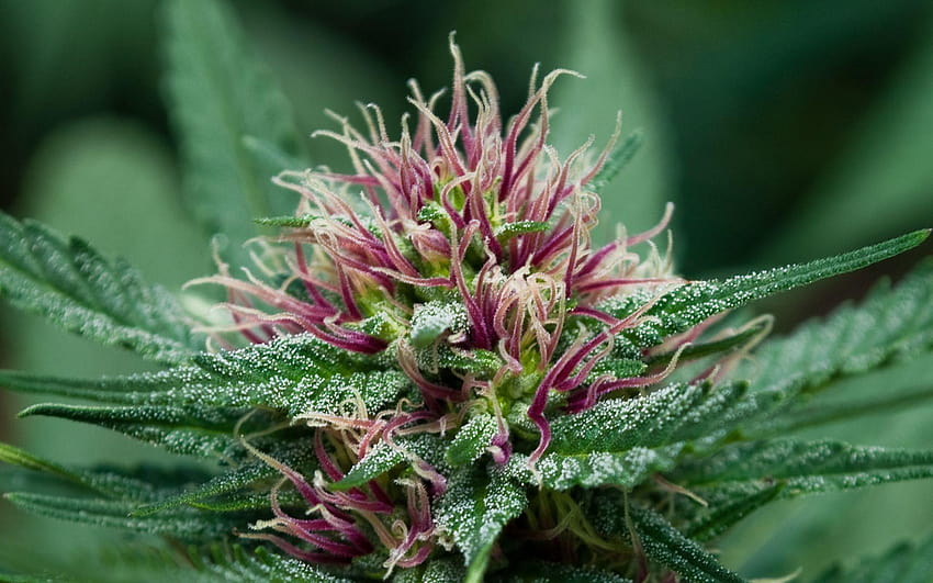 마약, 마리화나, 식물, 대마 ::, 잡초 식물 HD 월페이퍼