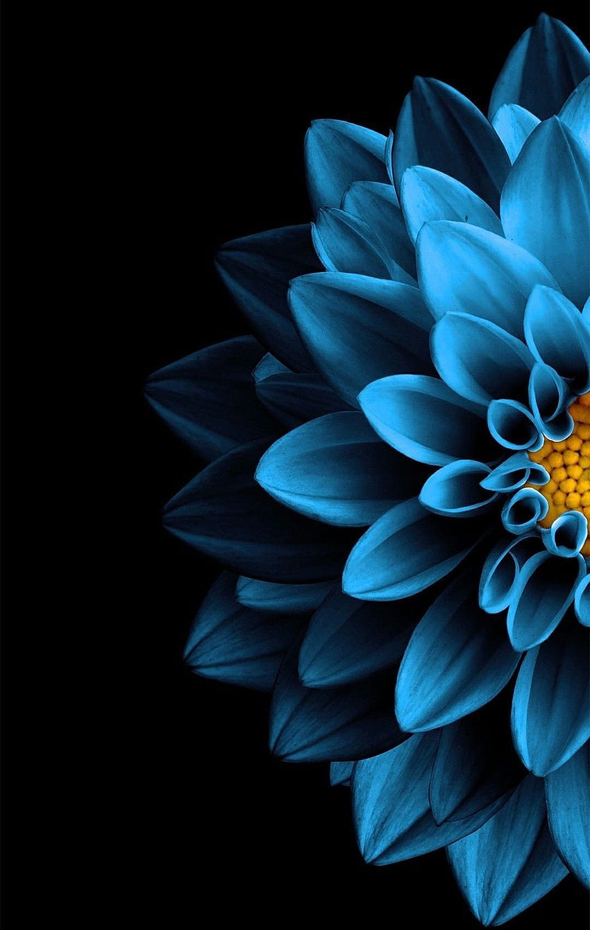 Blue flower Nature in 2019 Black backgrounds Flower [1080x1703 ...