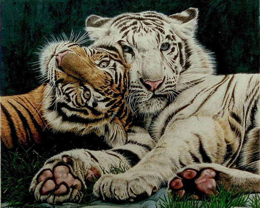 Tiger High Definition, tigers curse HD wallpaper