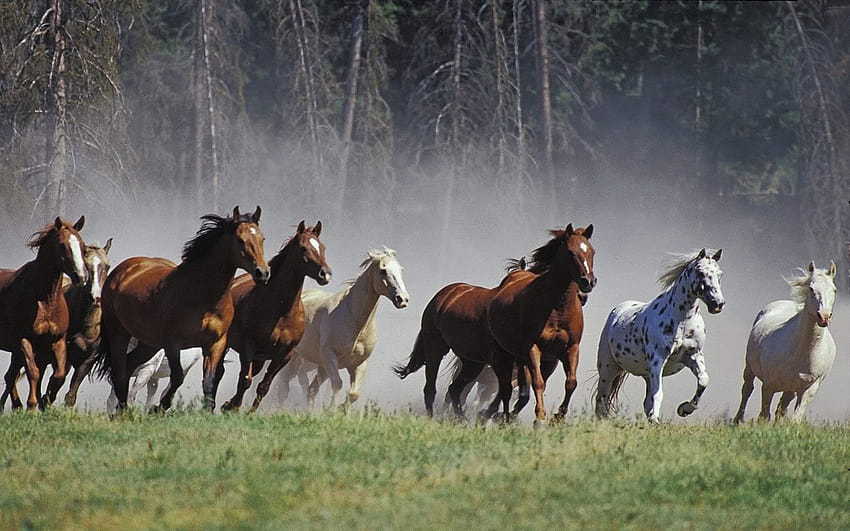 7 cavalli da corsa neri, n. 7 cavalli da corsa Sfondo HD