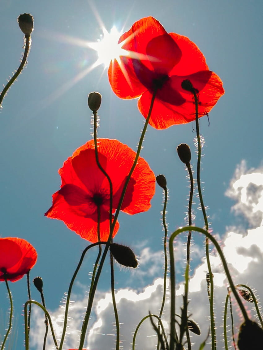 Lest We Forget. ANZAC Day 2020 HD phone wallpaper