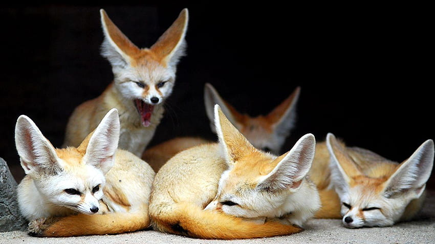 Foxes Fennec fox Animals 1366x768 HD wallpaper