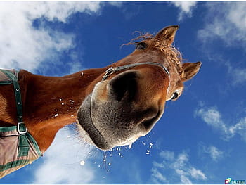 Cute horse background HD wallpapers | Pxfuel