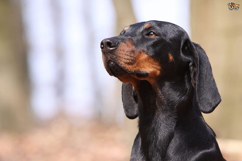 More information on the black and tan Coonhound HD wallpaper