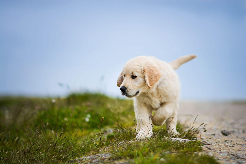 Labrador Retriever, Puppy, Dog, , Animals, labrador dog HD wallpaper