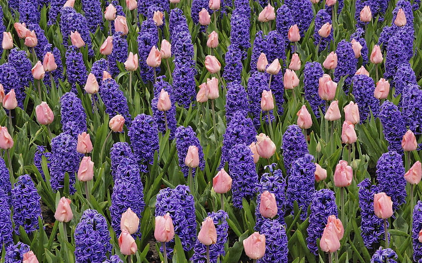 purple hyacinths pink tulips, purple hyacinth field spring HD wallpaper