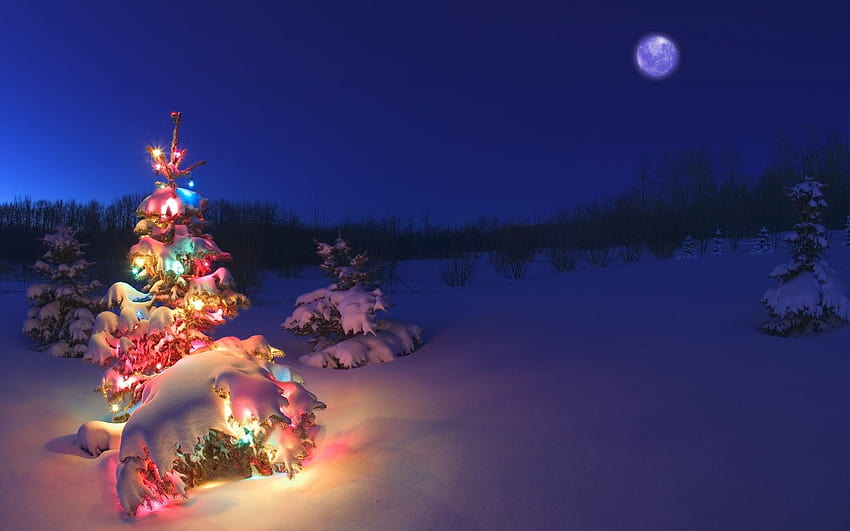 7 Snowy Christmas Backgrounds, christmas tree with snow on it HD wallpaper