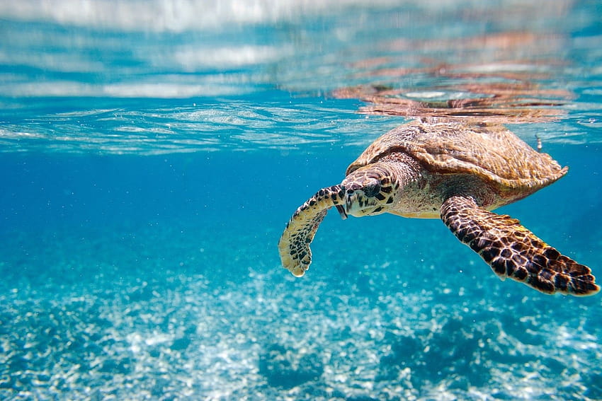 Sea Animal PC, tartaruga marinha pc papel de parede HD