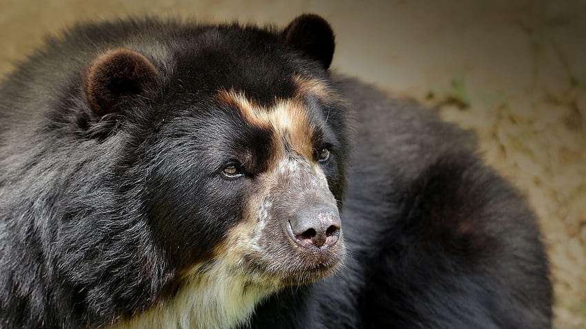 Andean, spectacled bear HD wallpaper