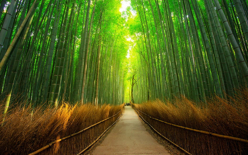 The Arashiyama Bamboo Grove of Kyoto in Japan HD wallpaper
