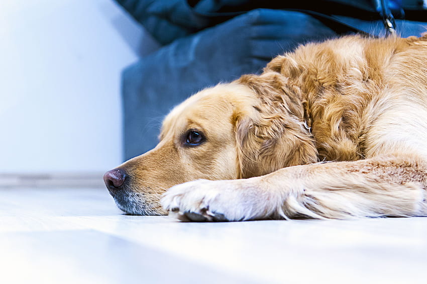 Retriever Golden Retriever Resting, dogs and owners HD wallpaper