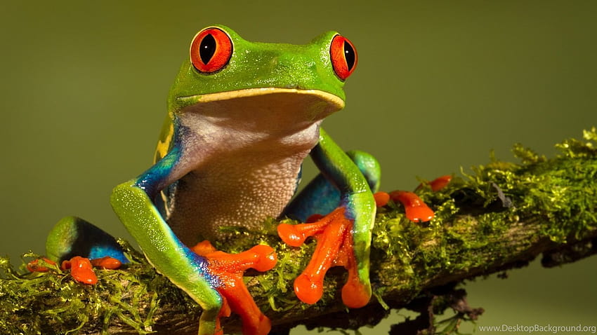 Frog High Resolution Backgrounds, amazing frog HD wallpaper