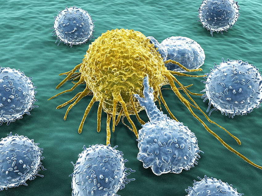Best 4 Immunsystem an der Hüfte, Immunologie HD-Hintergrundbild