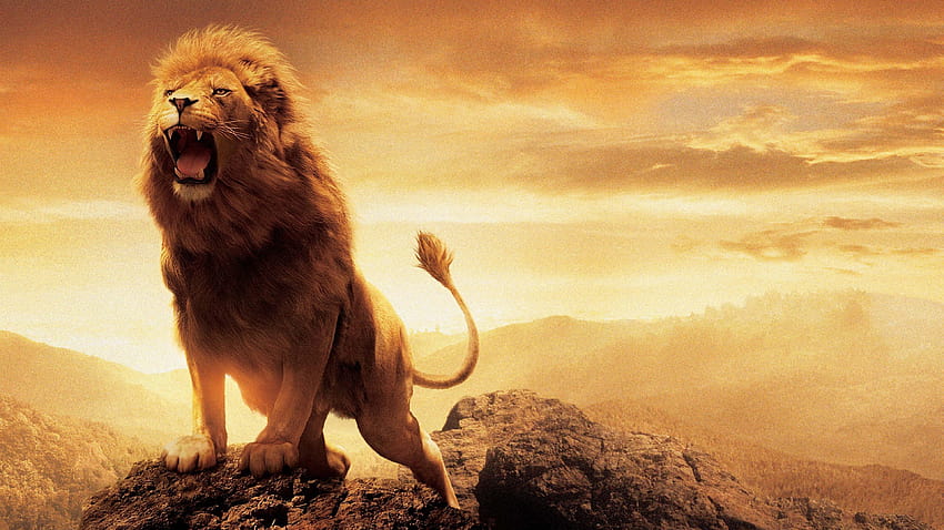 6 Lion rugissant, lion de Juda Fond d'écran HD