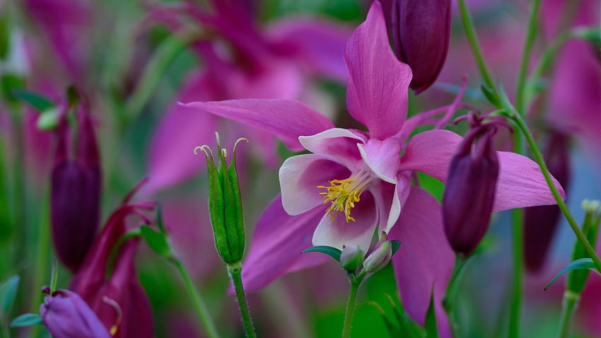 2560x1440 Columbine Flower, Purple Flowers, Close, graziose aquilegie Sfondo HD