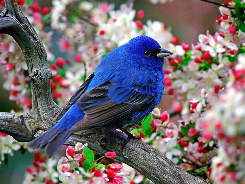 Colourful Most Beautiful Birds , most beautiful flowers for HD wallpaper