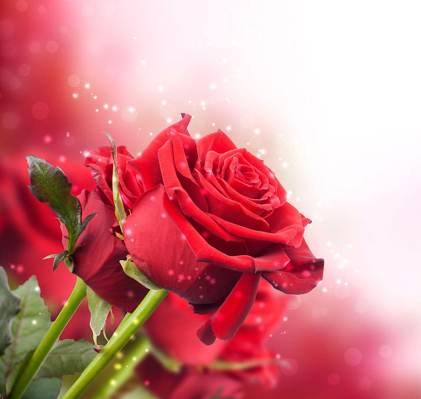 Hintergründe der Blumen-Rosen der Blume-eins Rote einzelne Rose HD-Hintergrundbild