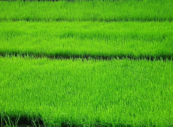 Page 2 | rice-paddy HD wallpapers | Pxfuel