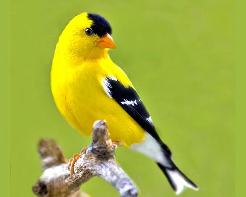 Yellow birds HD wallpaper | Pxfuel