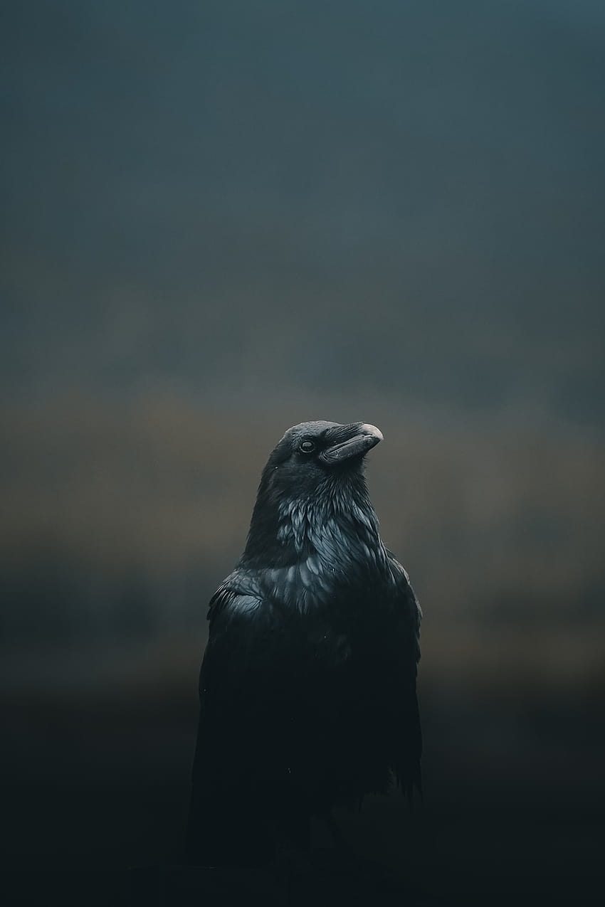 50 Crow [] HD phone wallpaper