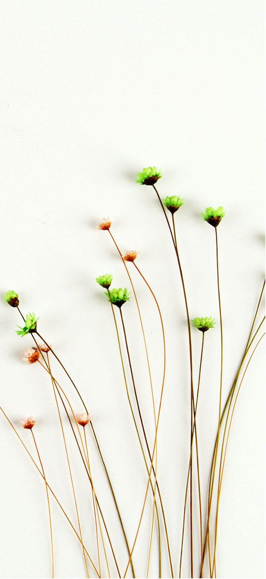 Pilih Latar Belakang Bunga untuk Menghiasi Layar Anda Dengan bunga putih minimalis wallpaper ponsel HD