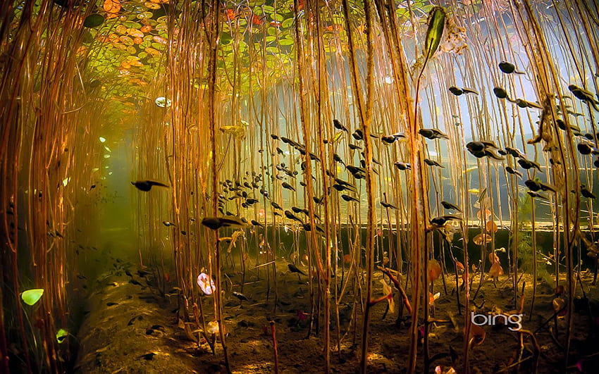 Underwater world Canada British Columbia, tadpole HD wallpaper