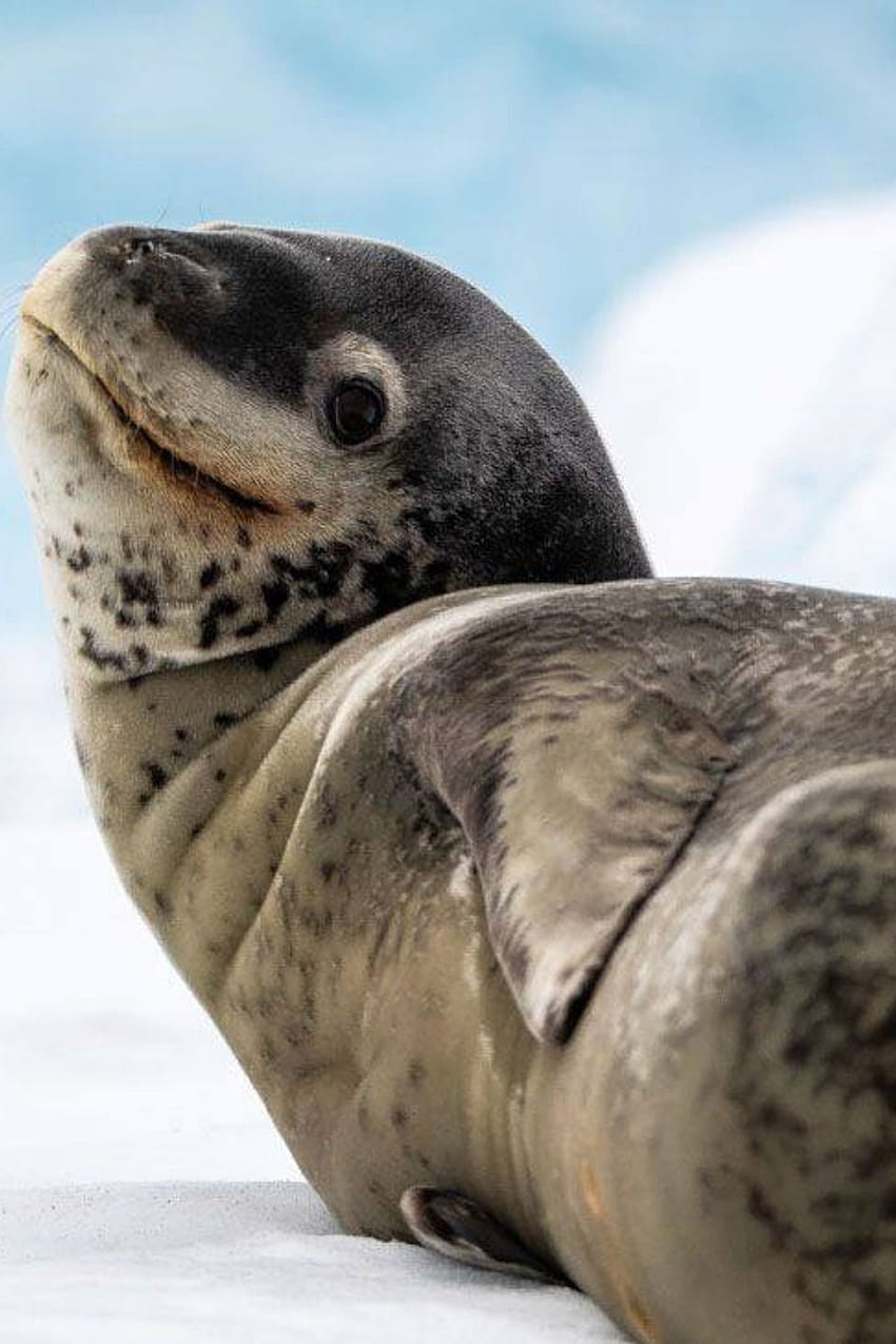 Helen Riddle em Outras criaturas em 2021, foca leopardo Papel de parede de celular HD