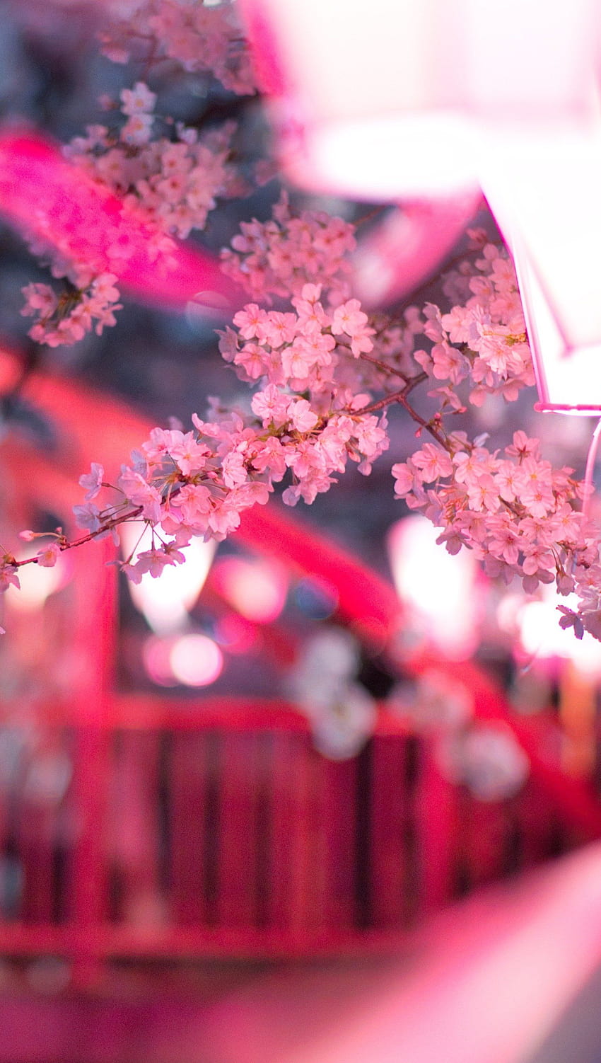 Cherry blossom with streetlights Ultra ID:4631, vertical spring HD phone wallpaper