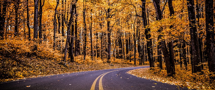 Shenandoah National Park , Virginia, United States, Autumn trees, Autumn, Nature, autumn national park HD wallpaper