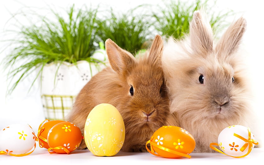 Unique Easter Bunny s [2880x1800] for your , Mobile & Tablet, easter aesthetic computer HD wallpaper