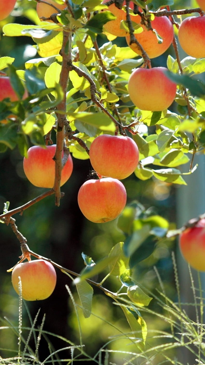 Плодова градина, ябълково дърво, пресни ябълки 750x1334 iPhone 8/7/6/6S , фон, ябълкова градина HD тапет за телефон