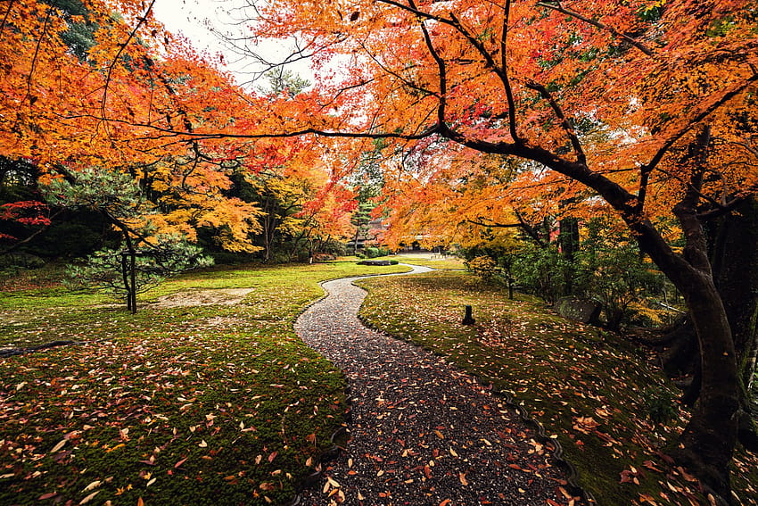 A Journey through Autumn Ultra, autumn journey HD wallpaper | Pxfuel