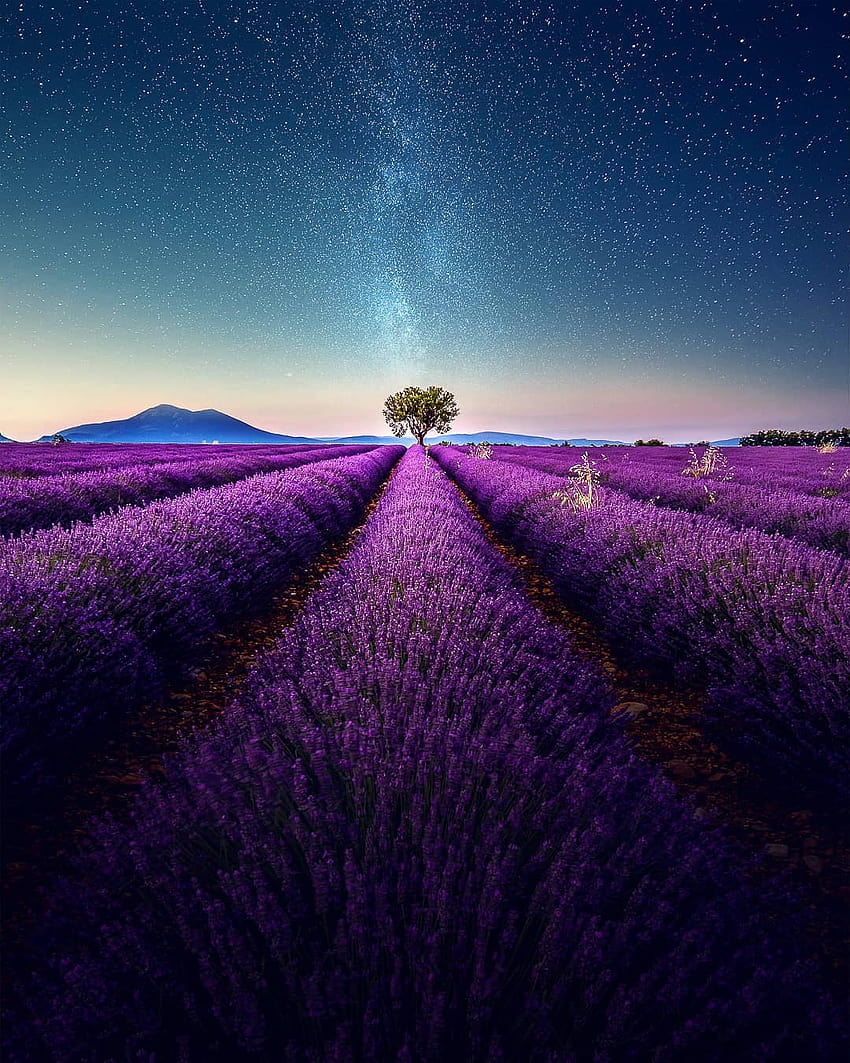 Gorgeous of French Lavender Fields at Night, lavender field at starry night HD phone wallpaper