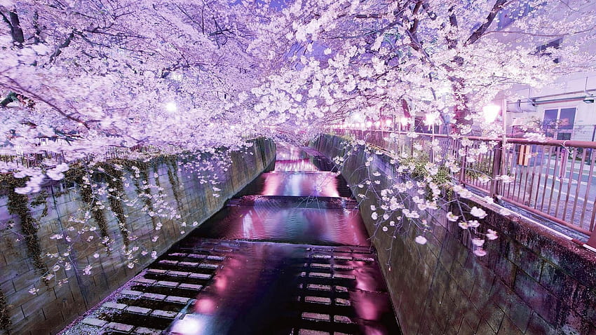Japanese Cherry Blossom Laptop, lilac aesthetic japan HD wallpaper